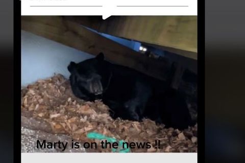 Ein Bär ruht unter einer Terrasse