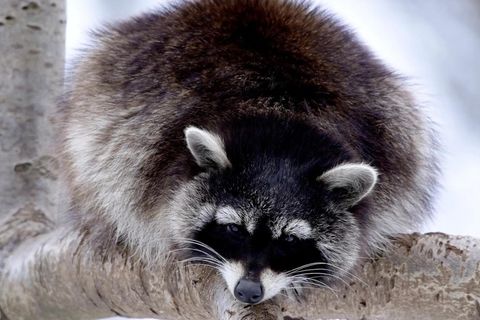 waschbär