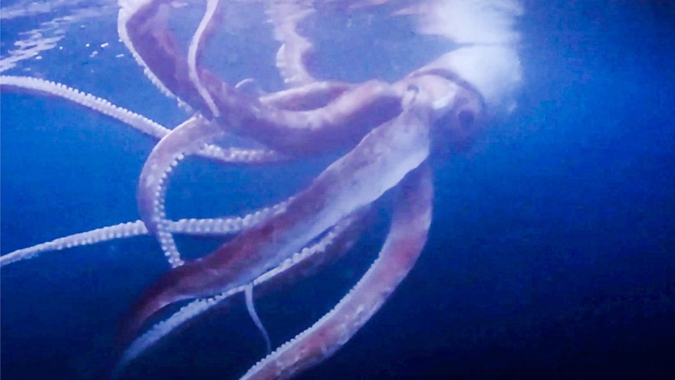 Seltene Sichtung: Taucher filmen lebenden Riesenkrake Seltene Sichtung: Taucher filmen lebenden Riesenkrake