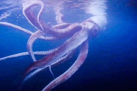 Seltene Sichtung: Taucher filmen lebenden Riesenkrake