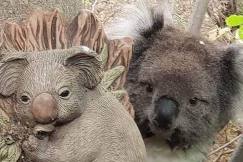 Niedlich: Erschöpfter Koala kuschelt sich an Statue eines Artgenossen