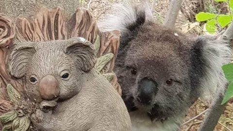 Niedlich: Erschöpfter Koala kuschelt sich an Statue eines Artgenossen