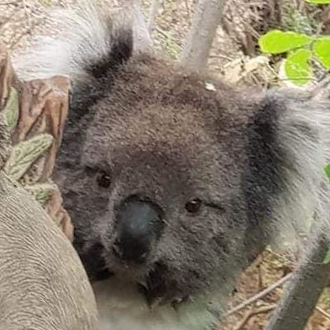 Niedlich: Erschöpfter Koala kuschelt sich an Statue eines Artgenossen