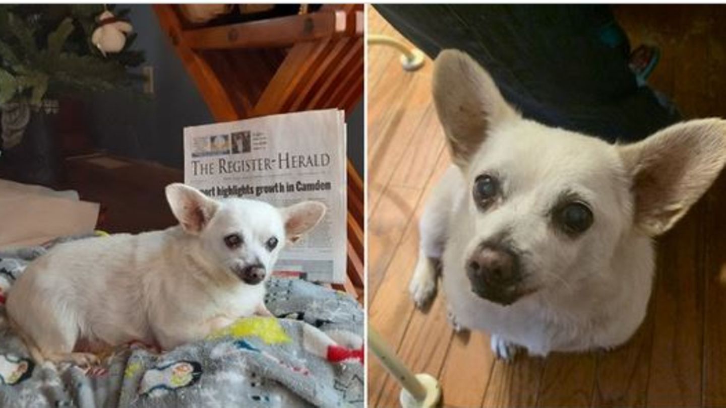 Der älteste Hund der Welt auf zwei Fotos
