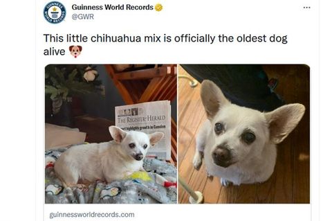 Der älteste Hund der Welt auf zwei Fotos