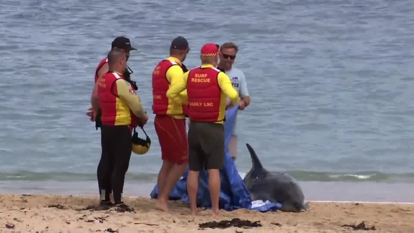 Australien: Bullenhaie töten Delfin: Angst vor weiteren Angriffen in Sydney