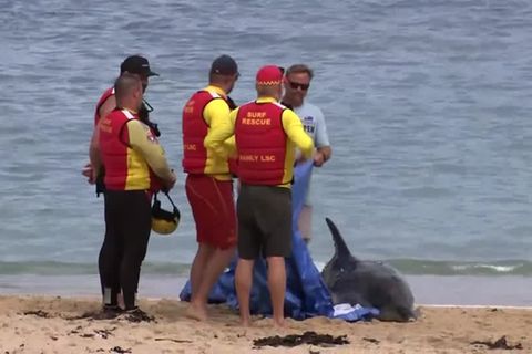 Australien: Bullenhaie töten Delfin: Angst vor weiteren Angriffen in Sydney