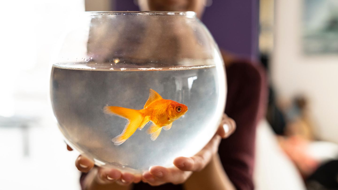 Fische haben mit Technik in der Regel nicht viel am Hut (Symbolbild)
