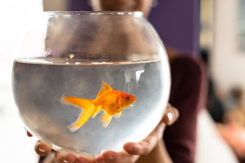 Fische haben mit Technik in der Regel nicht viel am Hut (Symbolbild)