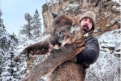 Der große Puma war angeblich eine echte Plage
