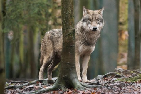 Ein Wolf im Wald