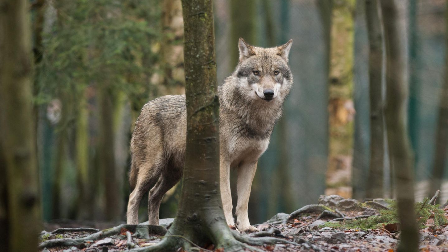 Junges Einzeltier: In Berlin-Spandau wurde offenbar ein Wolf gesichtet – mehrere Menschen rufen die Polizei