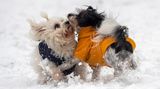 Die Hunde Lily und Baka spielen im Schnee