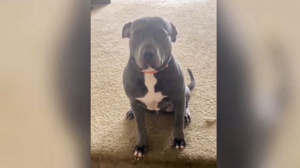 Hund versteh nur spanisch Hund versteh nur spanisch