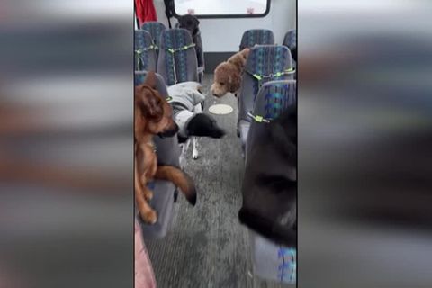 Video: Neuer Traumberuf: Hundebusfahrer!