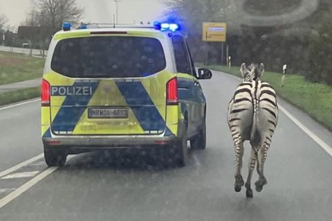 Zebra neben einem Streifenwagen auf der B9