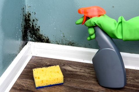 Schimmel in der Wohnung: Jetzt sollten Sie sofort handeln (Video)