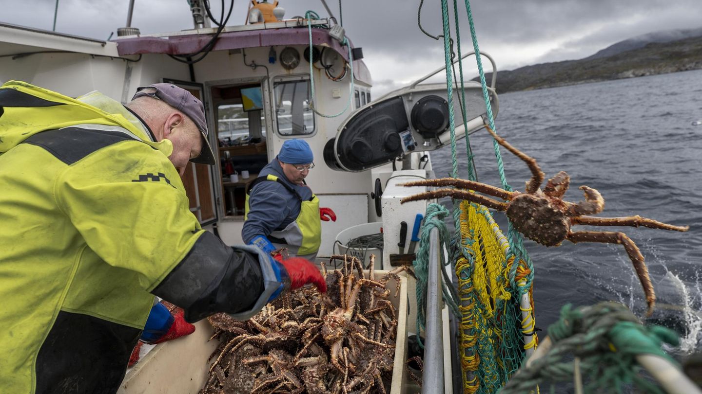 Norwegen: Dorf der Monsterkrabben: Einst war die Königskrabbe den Fischern unheimlich – dann rettete sie einen ganzen Ort