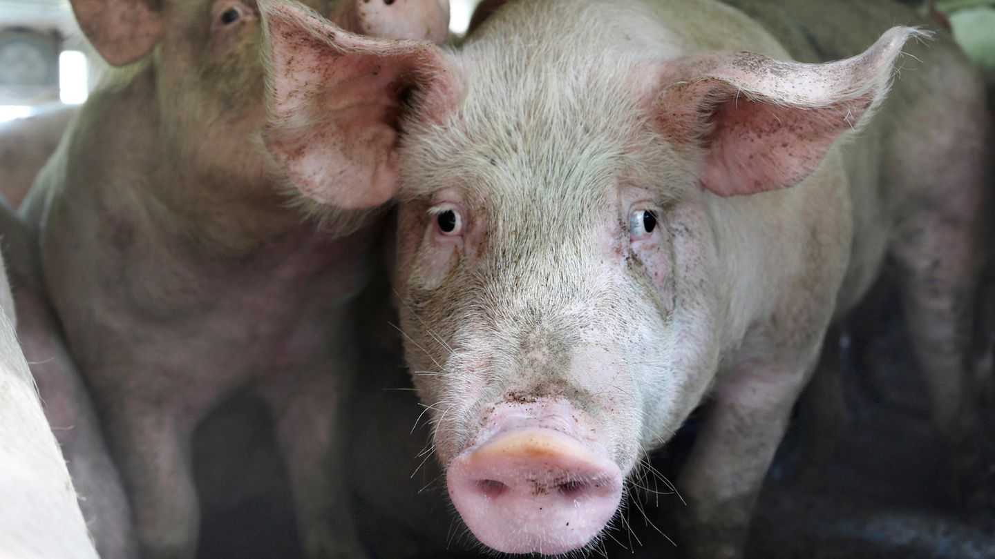 Schweine im Viehtransporter