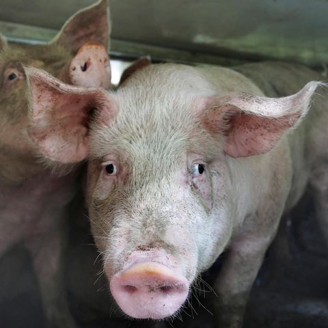 Schweine im Viehtransporter