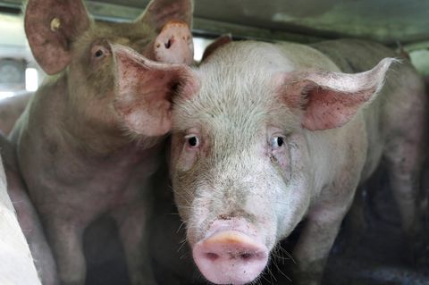 Schweine im Viehtransporter