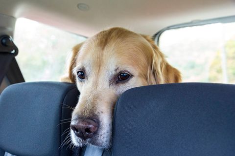 Bei dem Jagdunfall saß der Hund auf der Rückbank des Autos, wie auf diesem Symbolbild