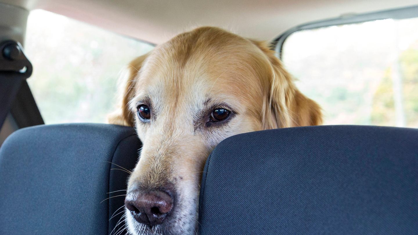 Jagdunfall in den USA: Hund auf Rückbank erschießt Mann auf Beifahrersitz