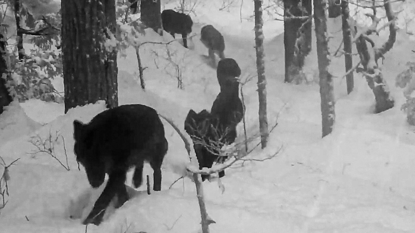 Wildkamera-Aufnahmen: Einäugiger Wolf mit riesigem Rudel angeblich in Österreich gefilmt – das steckt hinter dem Clip