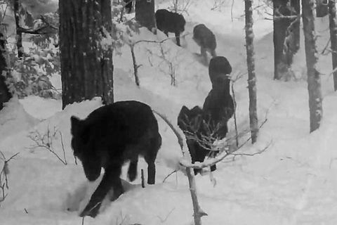 Einäugiger Wolf mit riesigem Rudel angeblich in Österreich gefilmt – das steckt hinter dem Video