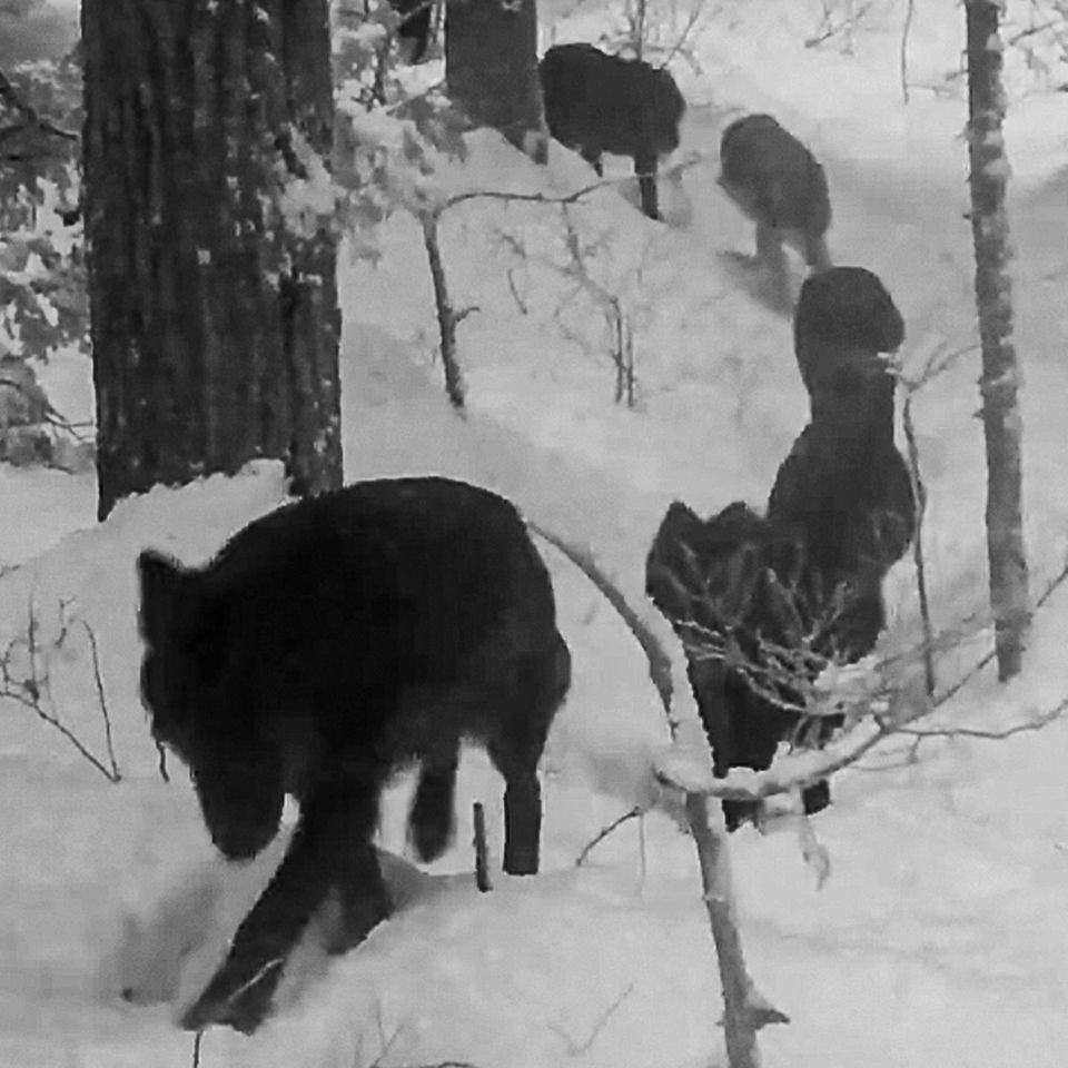 Einäugiger Wolf mit riesigem Rudel angeblich in Österreich gefilmt – das steckt hinter dem Video