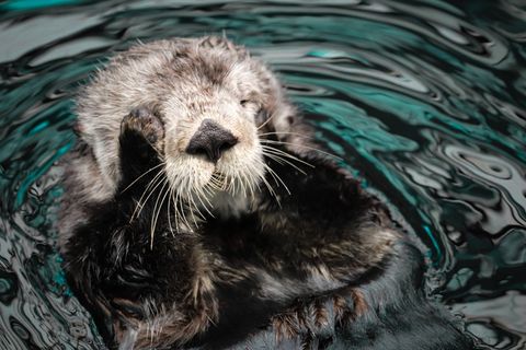 Ein Seeotter hält sich die Händchen an die Augen