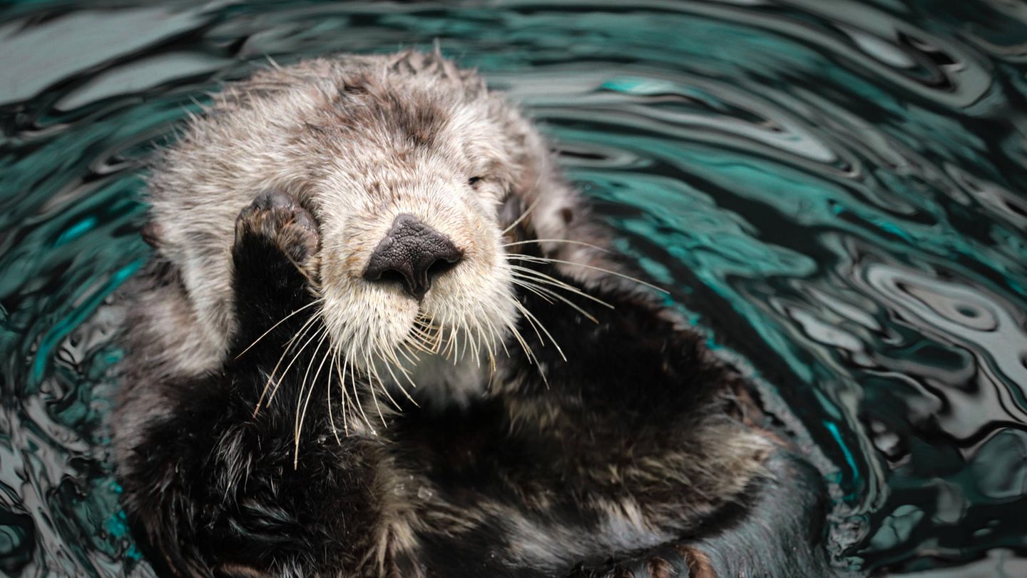 Ein Seeotter hält sich die Händchen an die Augen