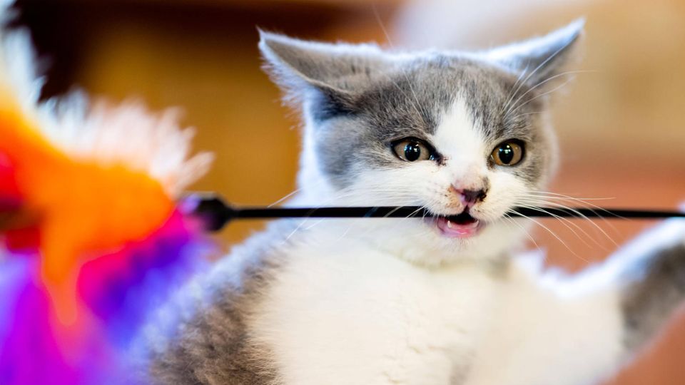 Ein British-Kurzhaar-Kitten spielt