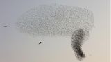 Ein Schwarm Stare fliegt in Formation über der Negev-Wüste.