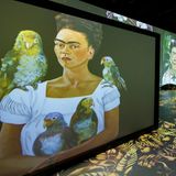 Claude Monet, Paul Cézanne, Vincent van Gogh und Gustav Klimt – Die meisten immersiven Ausstellung widmen sich dem künstlerischen Werk eines Mannes. Nur in München kann man auch das einer Frau erleben: das von Frida Kahlo. Die mexikanische Malerin ist bekannt für ihre expressive Bilder und Farbgewalt. Die Ausstellung ist noch bis März in der bayerischen Landeshauptstadt zu sehen. Danach wandert sie – wie viele immersive Ausstellungen – in eine andere Stadt.  