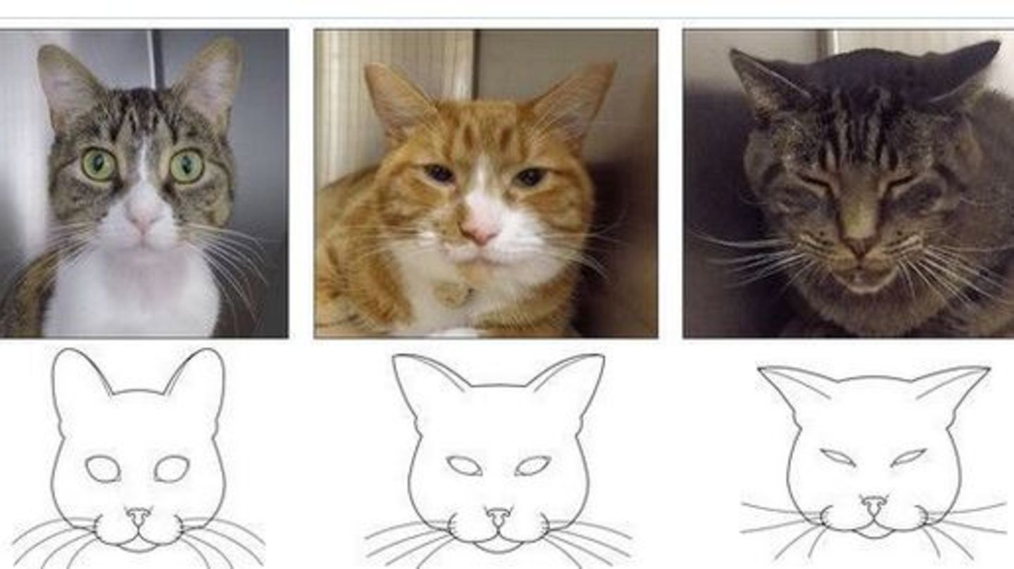 Die Katze links zeigt kein "Schmerzgesicht", die Tiere in der Mitte und rechts weisen deutlichere Anzeichen von Schmerzen auf.