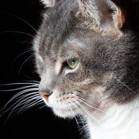 Das Gesicht einer Katze