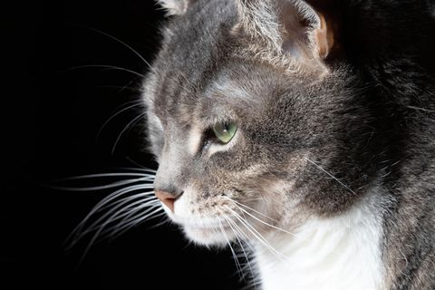Das Gesicht einer Katze