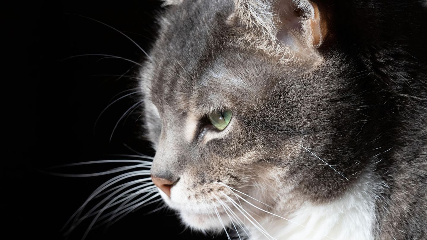 Tiergesundheit: Katzen verbergen Krankheiten gekonnt – aber ihr 