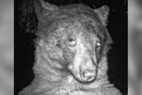 Schwarzbär macht 400 Selfies mit Wildkamera