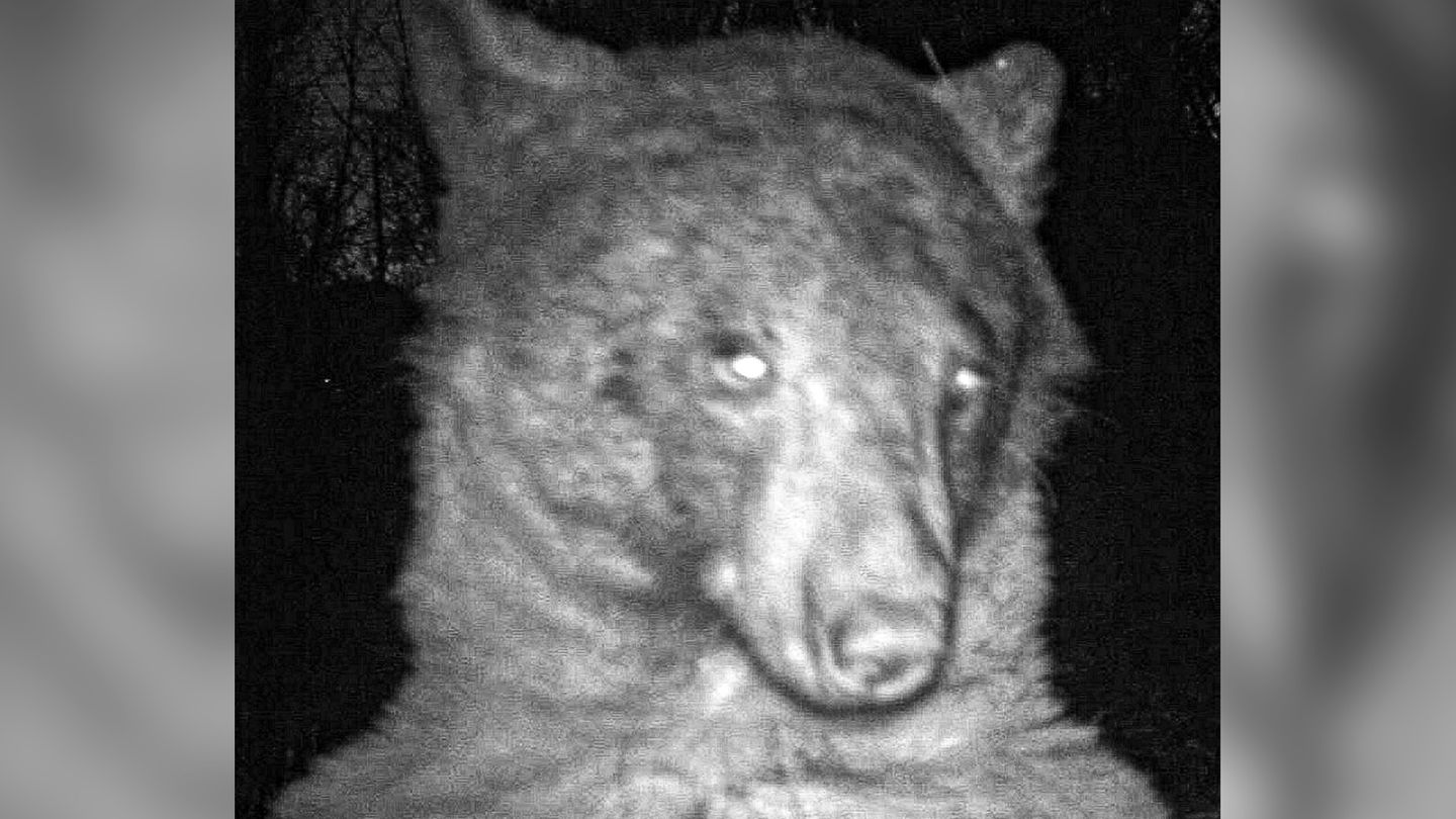 Lustige Schnappschüsse: Schwarzbär macht 400 Selfies mit Wildkamera