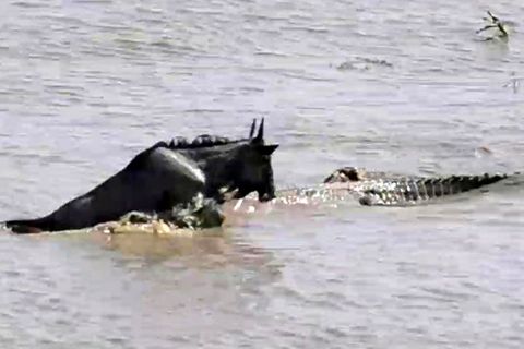 Gnu überlebt Krokodil-Attacke – dann schlägt ein weiteres Raubtier zu