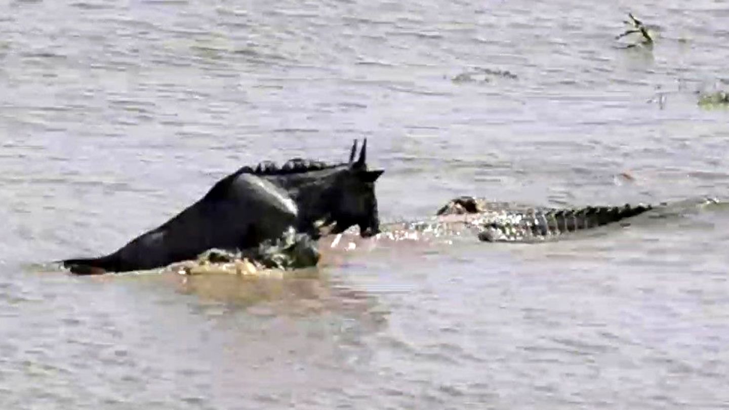 Tansania: Gnu überlebt Krokodil-Attacke – dann schlägt ein weiteres Raubtier zu