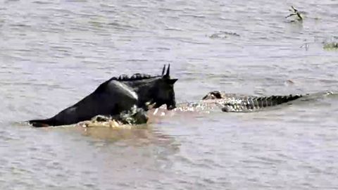 Gnu überlebt Krokodil-Attacke – dann schlägt ein weiteres Raubtier zu