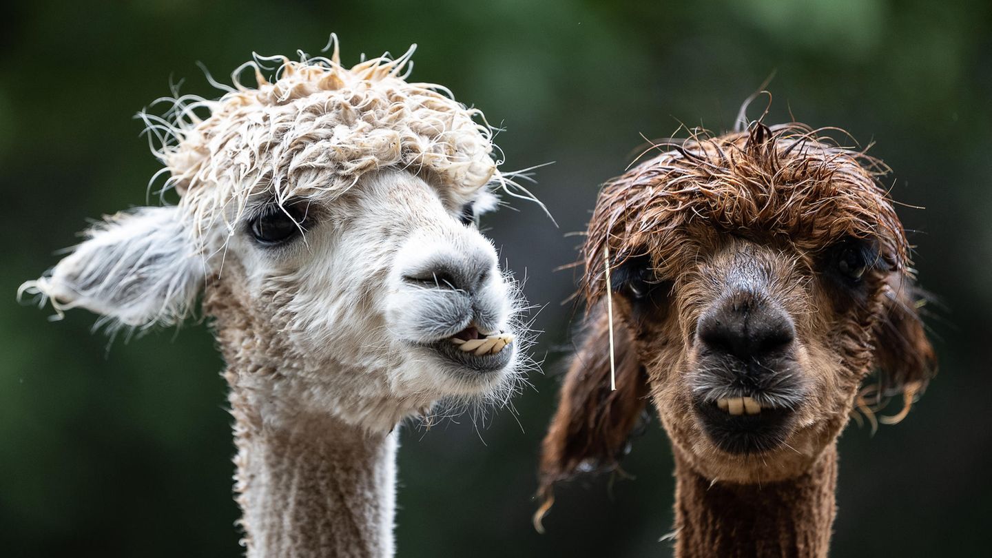 Ein weißes und ein braunes Alpaka stehen mit regennassem Fell auf dem Kopf im Freien