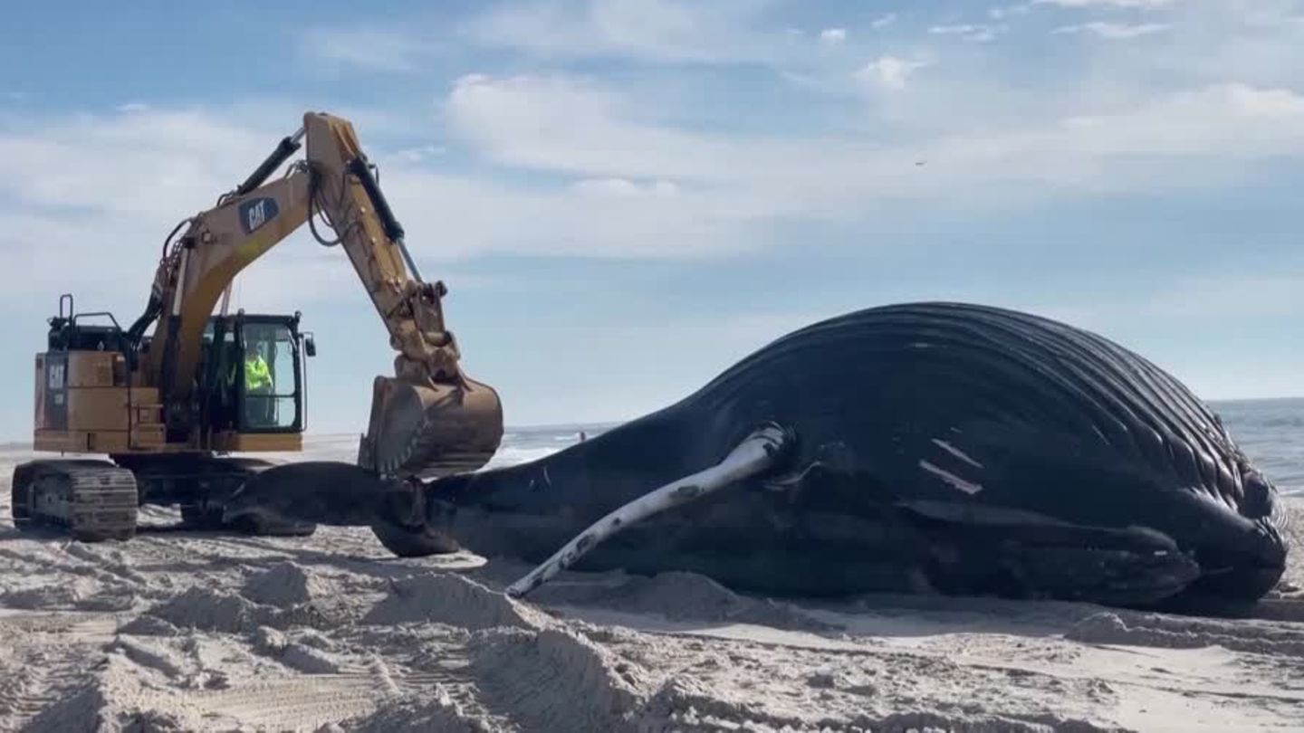 Ungewöhnlicher Anblick: Buckelwal strandet in New York – ein Einzelfall ist es nicht