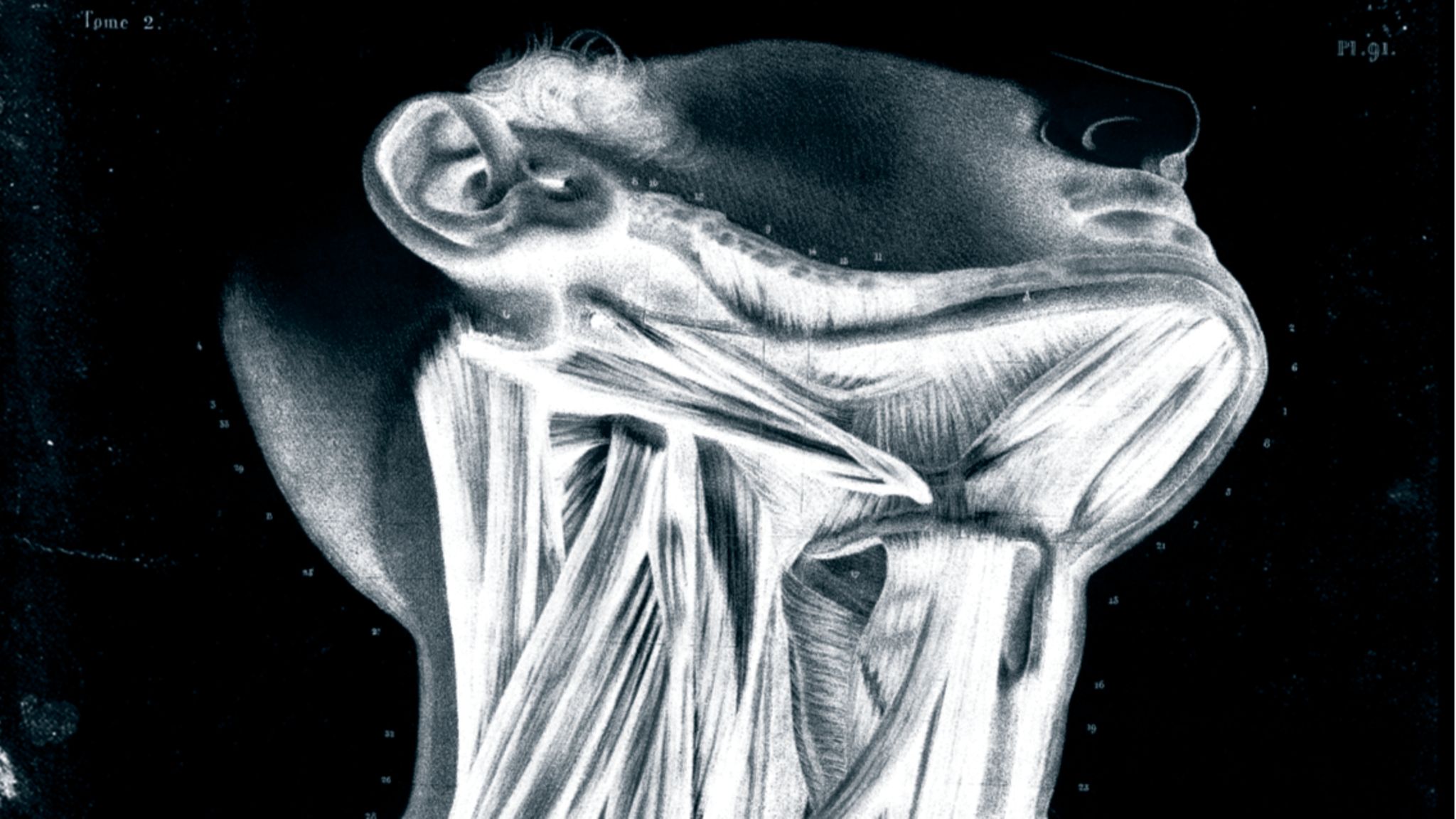 Anatomische Zeichnung eines Halses