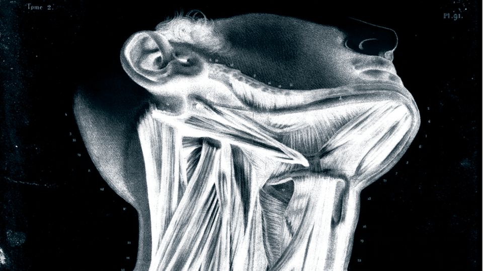 Anatomische Zeichnung eines Halses