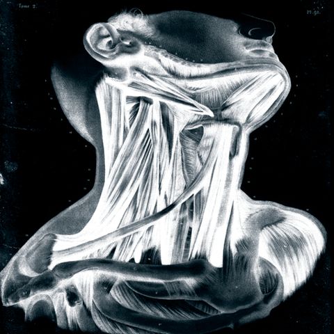 Anatomische Zeichnung eines Halses