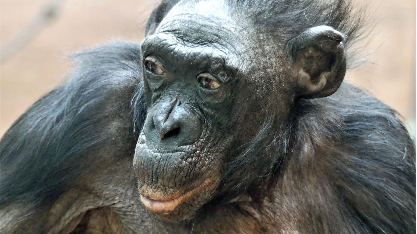 Zoo Frankfurt: Ein langes Affenleben ist zu Ende  – Bonobo-Weibchen Margrit stirbt mit über 70 Jahren